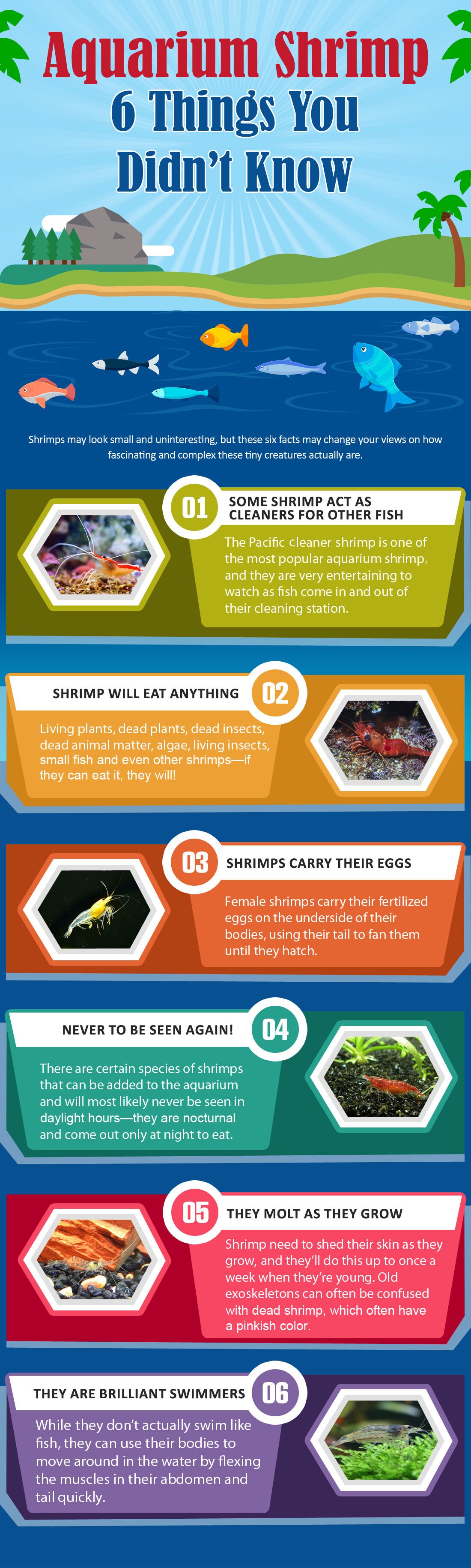 关于水族馆虾的事实